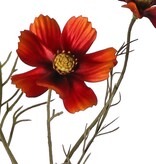 Cosmea (Cosmos bipinnatus) met 5 bloemen (3x Ø 7 cm, 2x 5 cm), 3 knoppen & 7 bladtoeven, 72 cm