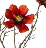 Cosmea (Cosmos bipinnatus) with 5 flowers (3x Ø 7 cm, 2x 5 cm), 3 buds & 7 leaf tufts, 72 cm