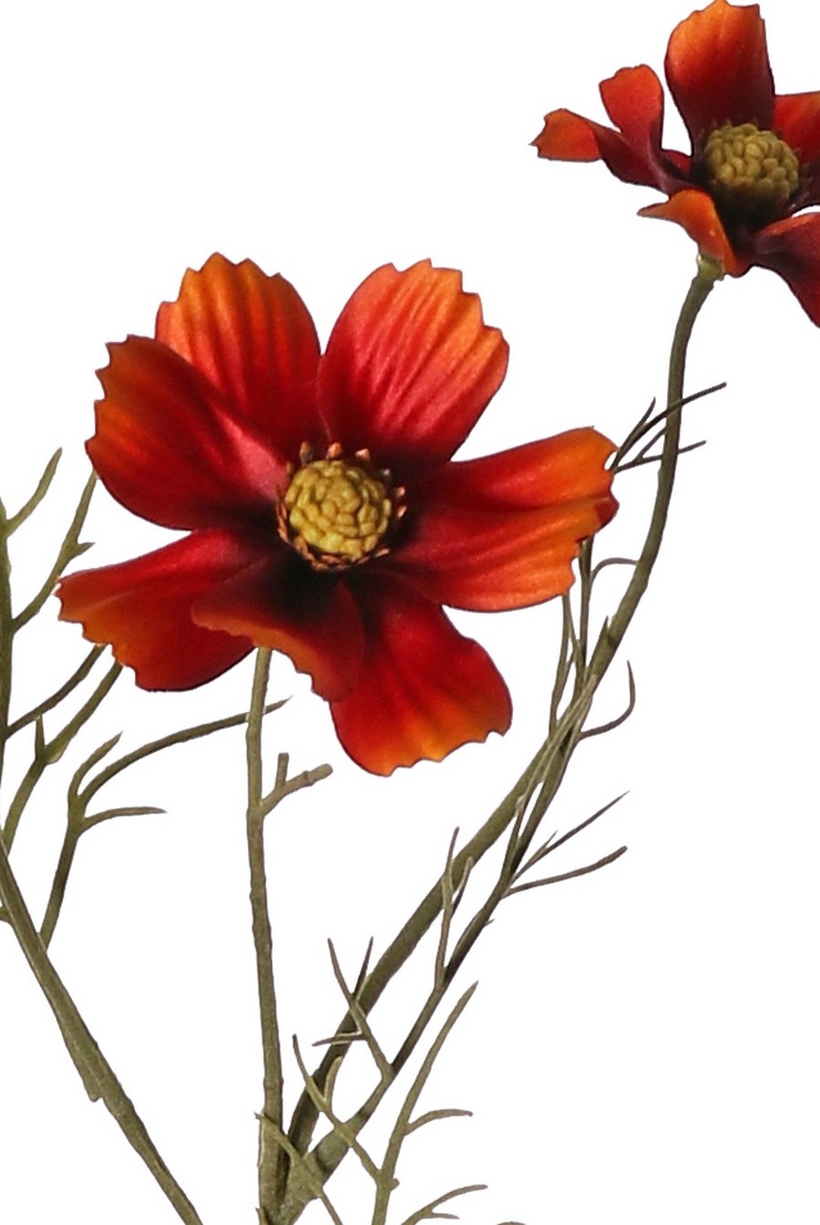 Cosmea (Cosmos bipinnatus) met 5 bloemen (3x Ø 7 cm, 2x 5 cm), 3 knoppen & 7 bladtoeven, 72 cm