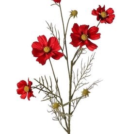 Cosmea (Cosmos bipinnatus) con 5 flores (3x Ø 7 cm, 2x 5 cm), 3 capullos y 7 matas de hojas, 72 cm