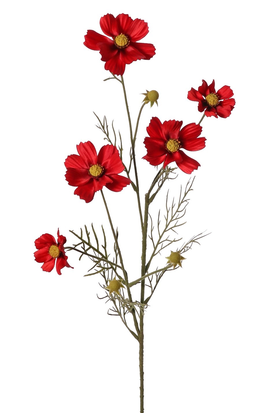 Cosmea (Cosmos bipinnatus) con 5 flores (3x Ø 7 cm, 2x 5 cm), 3 capullos y 7 matas de hojas, 72 cm