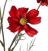 Cosmea (Cosmos bipinnatus) con 5 flores (3x Ø 7 cm, 2x 5 cm), 3 capullos y 7 matas de hojas, 72 cm
