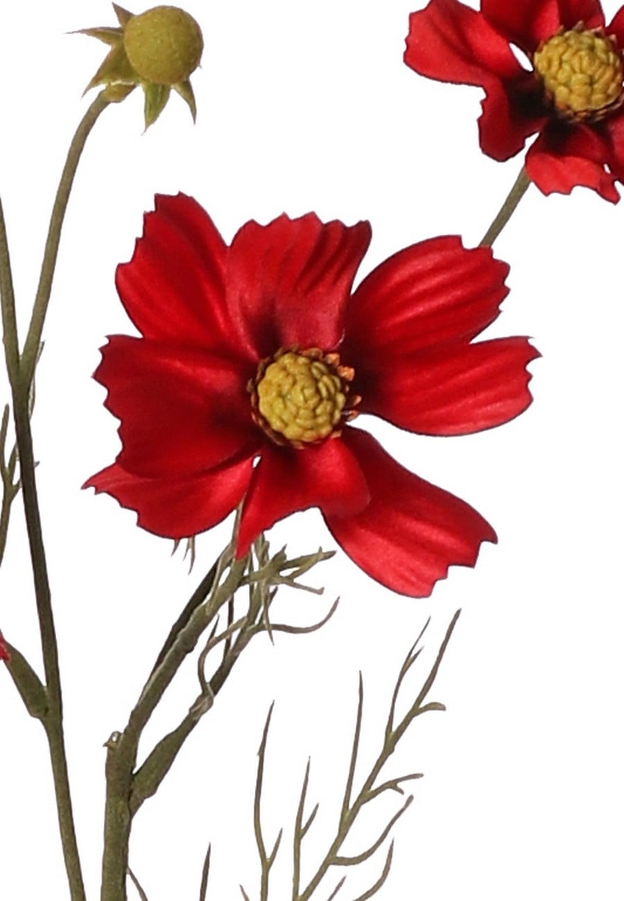 Cosmea (Cosmos bipinnatus) con 5 flores (3x Ø 7 cm, 2x 5 cm), 3 capullos y 7 matas de hojas, 72 cm