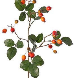 Rozenbotteltak Egelantier (Rosa rubiginosa), 4x vertakt met 21 bottels & 21 blaadjes, 70 cm