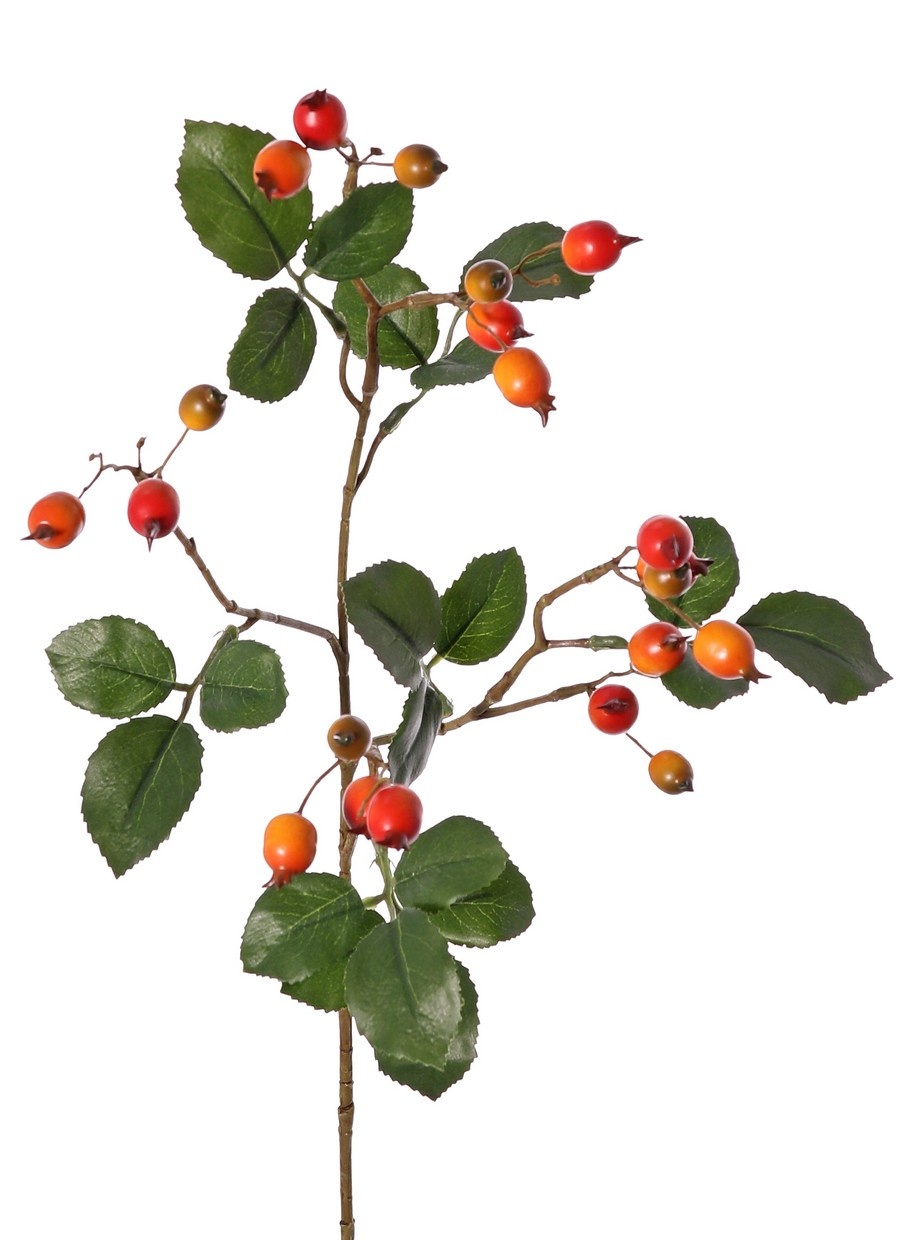 Hagebuttenzweig Egelantier (Weinrose, Rosa rubiginosa), 4-fach verzweigt mit 21 Hagebutten und 21 Blättern, 70 cm