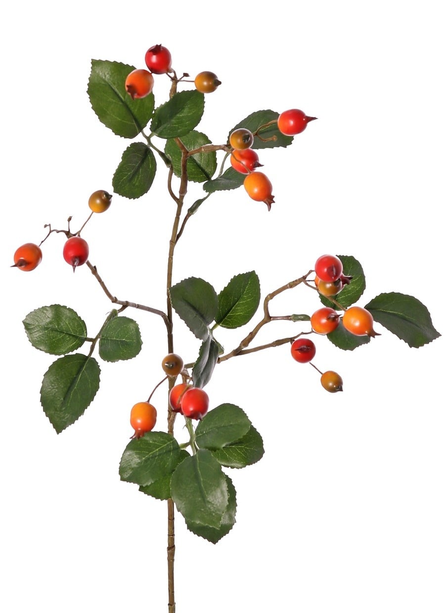 Rama de rosa mosqueta (Rosa rubiginosa), 4 ramas con 21 frutos y 21 hojas, 70 cm