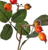 Rama de rosa mosqueta (Rosa rubiginosa), 4 ramas con 21 frutos y 21 hojas, 70 cm