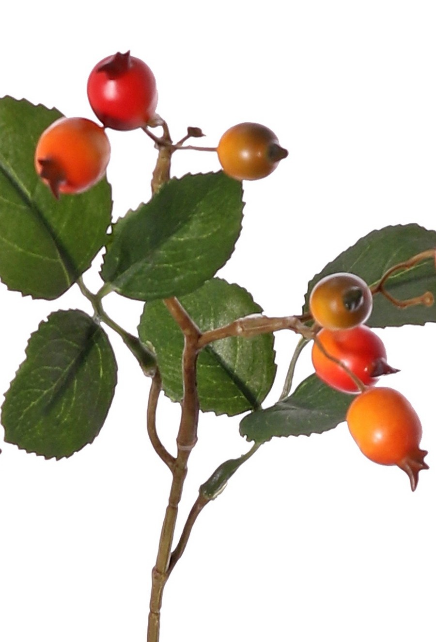Rozenbotteltak Egelantier (Rosa rubiginosa), 4x vertakt met 21 bottels & 21 blaadjes, 70 cm