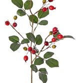 Rama de rosa mosqueta (Rosa rubiginosa), 4 ramas con 21 frutos y 21 hojas, 70 cm