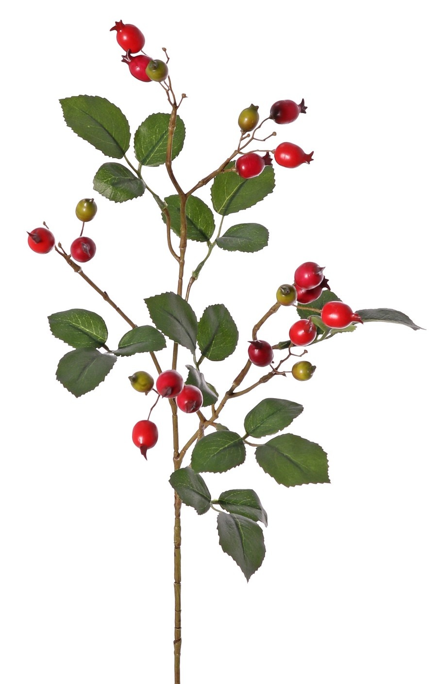 Hagebuttenzweig Egelantier (Weinrose, Rosa rubiginosa), 4-fach verzweigt mit 21 Hagebutten und 21 Blättern, 70 cm