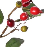 Rozenbotteltak Egelantier (Rosa rubiginosa), 4x vertakt met 21 bottels & 21 blaadjes, 70 cm