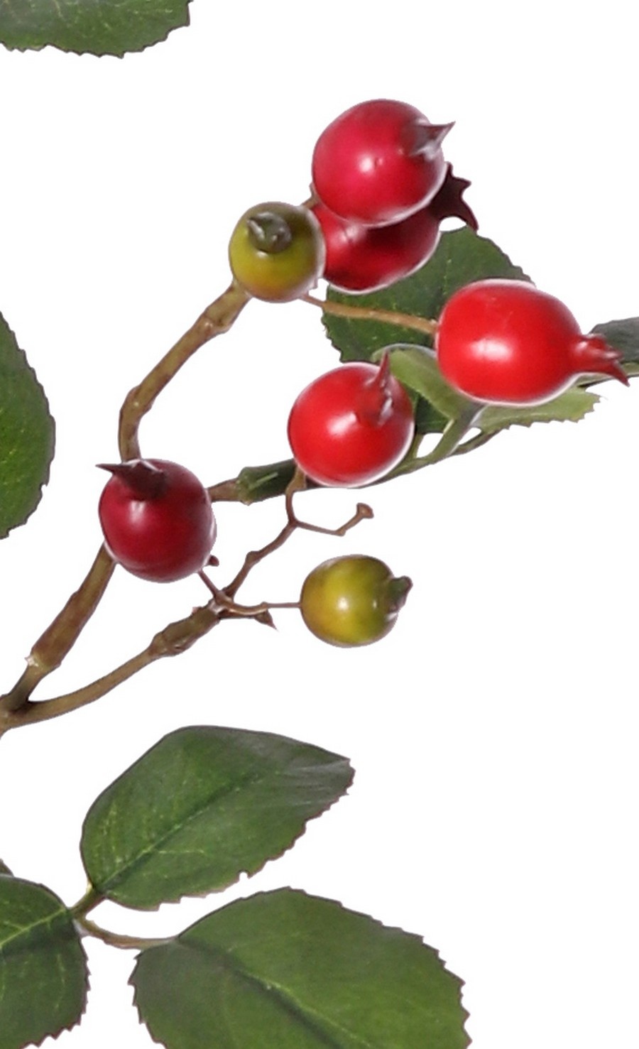 Rama de rosa mosqueta (Rosa rubiginosa), 4 ramas con 21 frutos y 21 hojas, 70 cm