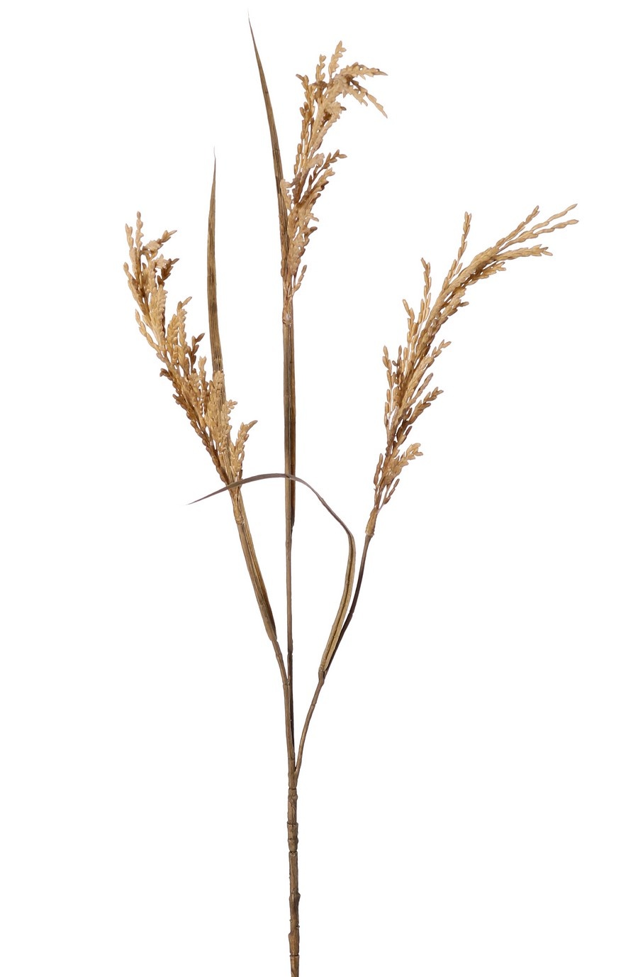 Rama de arroz (Oryza) en flor, con 3 flores (25 cm) y 3 hojas, 100 cm