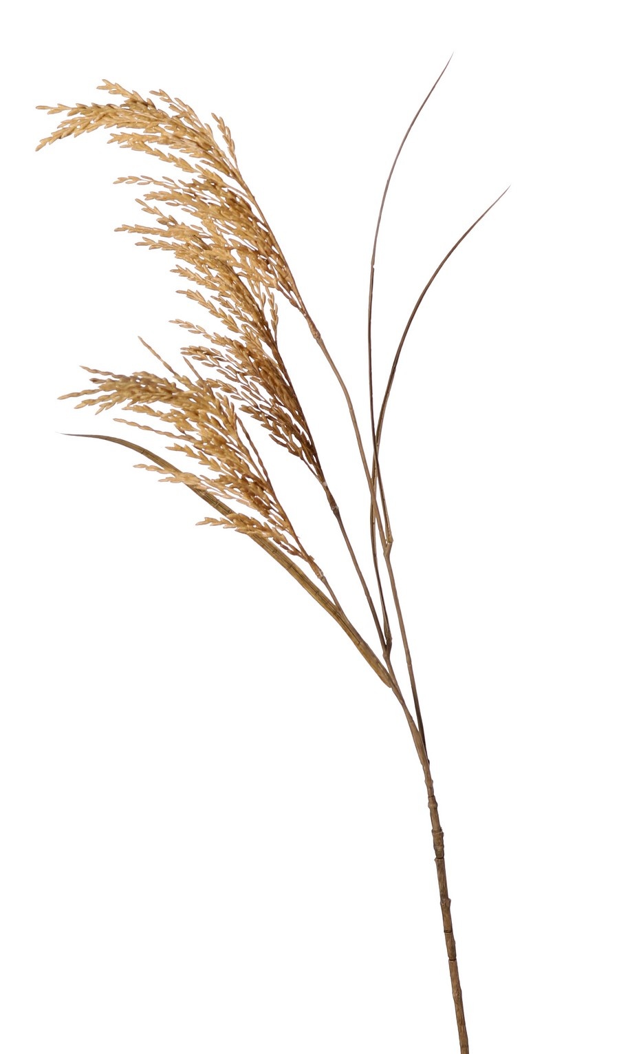 Rama de arroz (Oryza) en flor, con 3 flores (25 cm) y 3 hojas, 100 cm