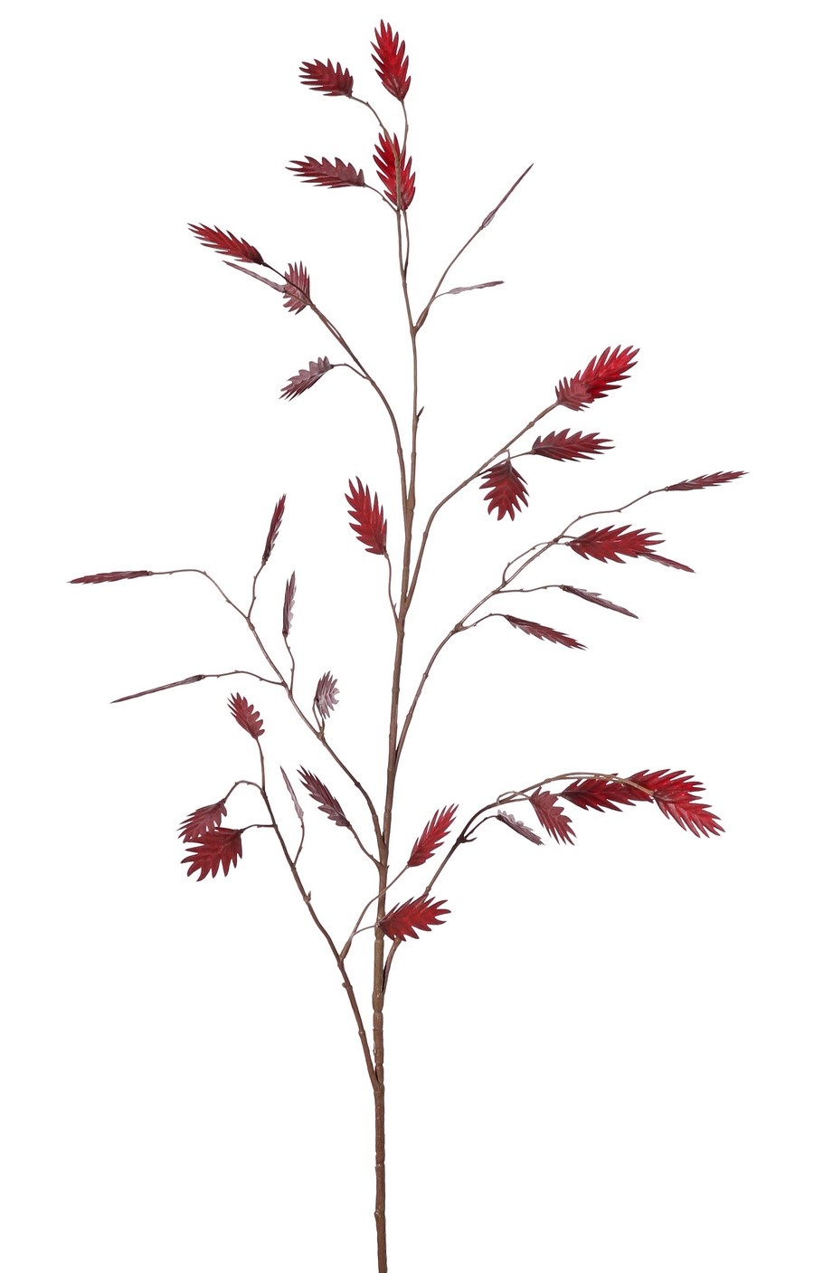 Hierba de hoja plana (Chasmanthium) 'Maxi', 7 ramas con 37 espigas, 18 L/ 15 M, 105 cm
