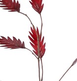 Hierba de hoja plana (Chasmanthium) 'Maxi', 7 ramas con 37 espigas, 18 L/ 15 M, 105 cm