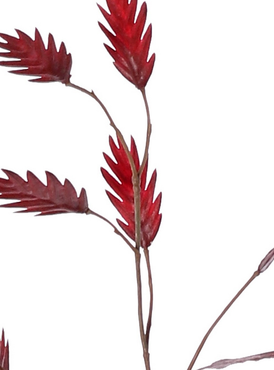 Hierba de hoja plana (Chasmanthium) 'Maxi', 7 ramas con 37 espigas, 18 L/ 15 M, 105 cm