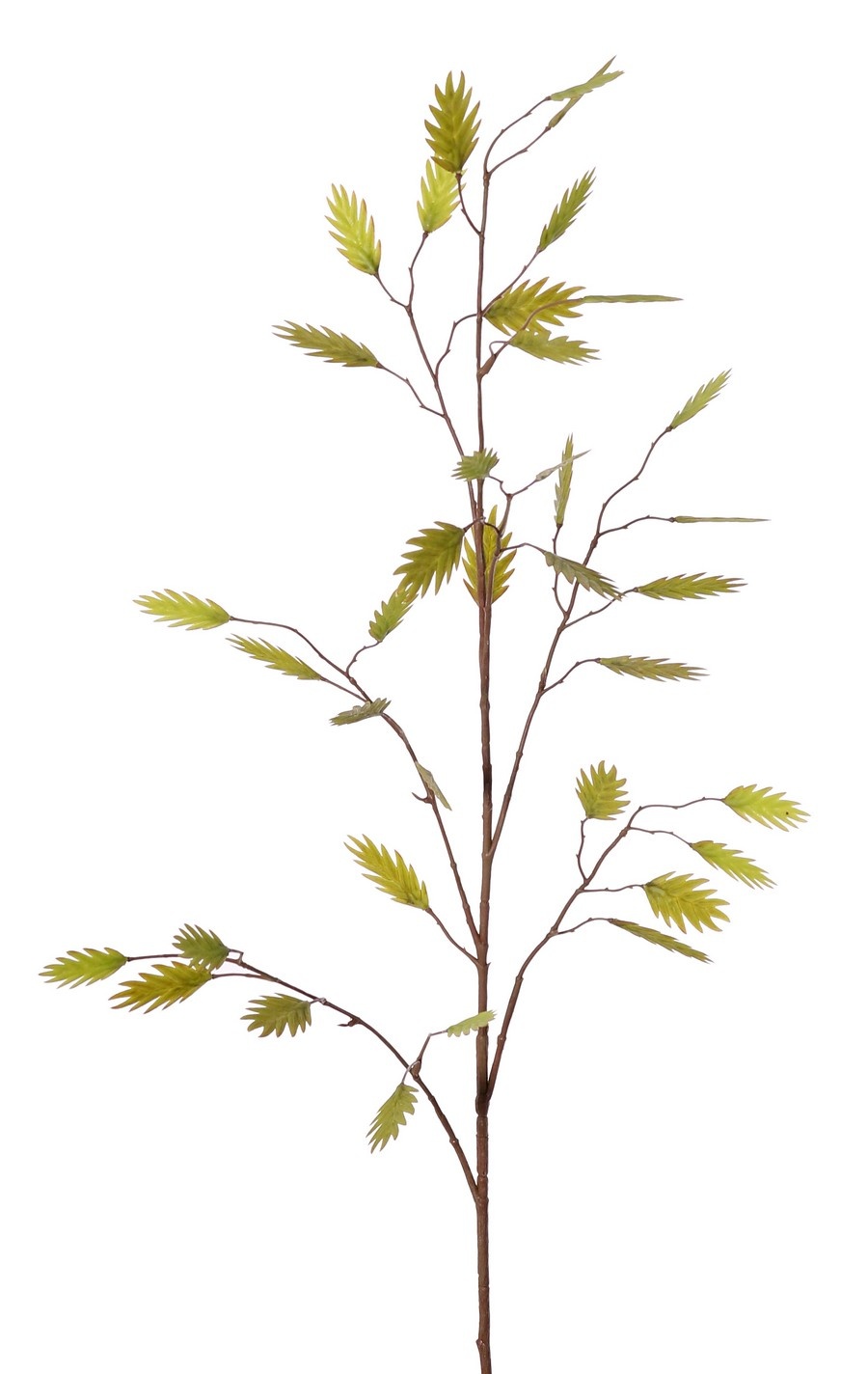 Hierba de hoja plana (Chasmanthium) 'Maxi', 7 ramas con 37 espigas, 18 L/ 15 M, 105 cm