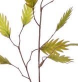 Flachblättriges Gras (Chasmanthium) 'Maxi', 7-fach verzweigt, mit 37 Ähren, 18 l/15 m, 105 cm