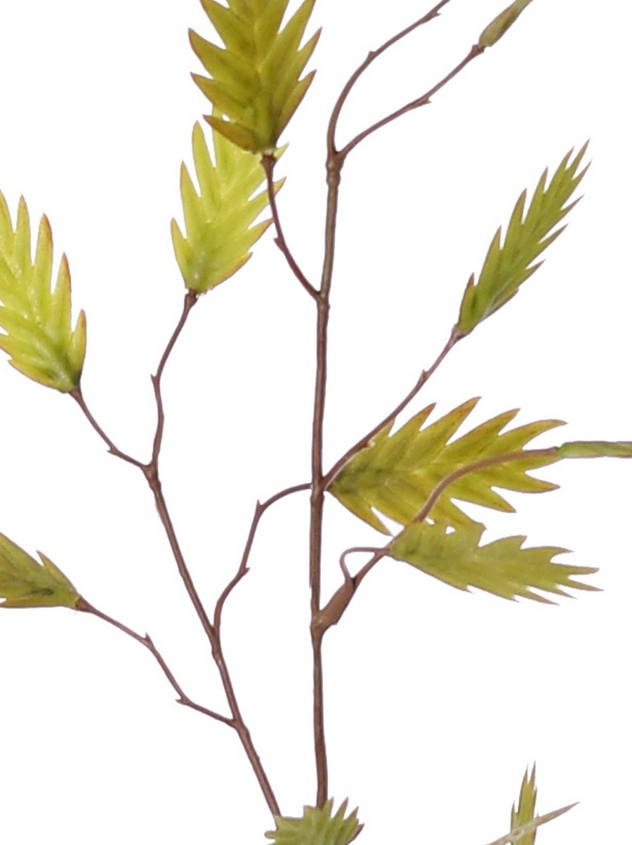 Plataargras (Chasmanthium) 'Maxi' 7x vertakt met 37 aren, 18 L/ 15 M, 105 cm