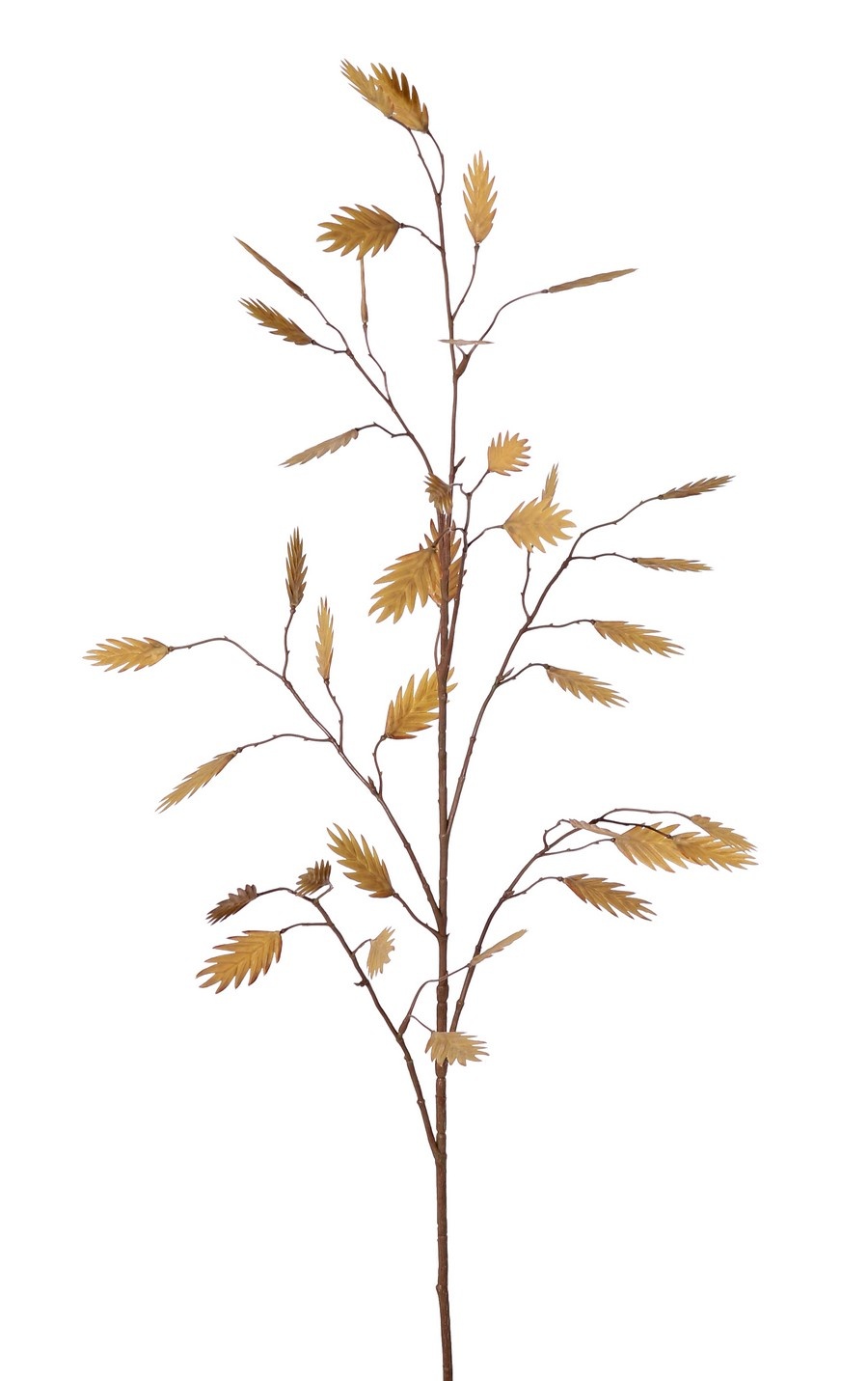 Plataargras (Chasmanthium) 'Maxi' 7x vertakt met 37 aren, 18 L/ 15 M, 105 cm