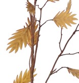 Hierba de hoja plana (Chasmanthium) 'Maxi', 7 ramas con 37 espigas, 18 L/ 15 M, 105 cm