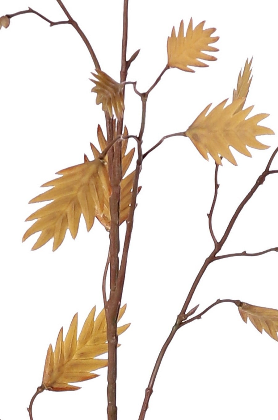 Hierba de hoja plana (Chasmanthium) 'Maxi', 7 ramas con 37 espigas, 18 L/ 15 M, 105 cm