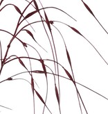 Hierba ornamental 'Stipa', 7 racimos con hojas, 78 cm, artículo de plástico