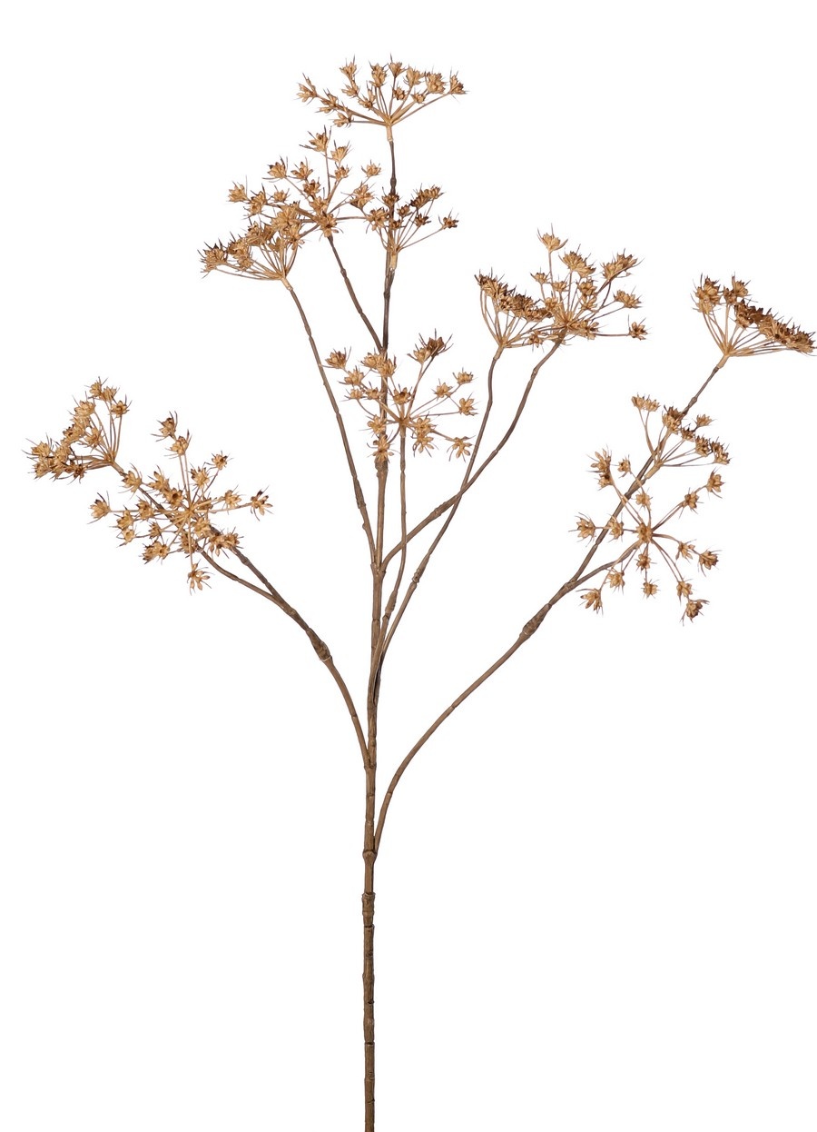 Perejil silvestre (Anthriscus) 10x ramificado con 13 umbelas, L 90 cm, Ø 30 cm