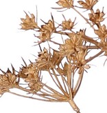 Perejil silvestre (Anthriscus) 10x ramificado con 13 umbelas, L 90 cm, Ø 30 cm
