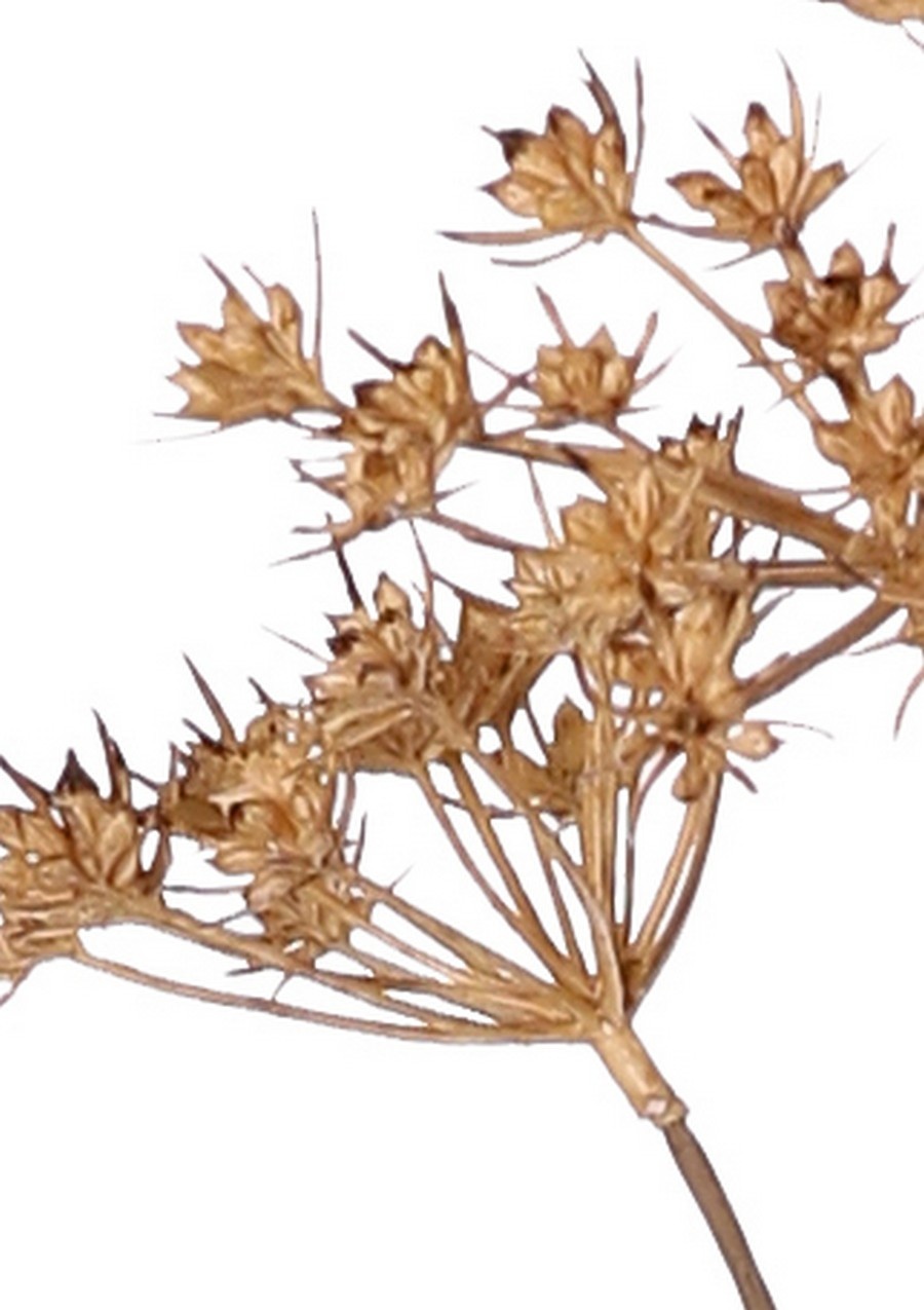 Perejil silvestre (Anthriscus) 10x ramificado con 13 umbelas, L 90 cm, Ø 30 cm