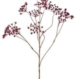 Perejil silvestre (Anthriscus) 10x ramificado con 13 umbelas, L 90 cm, Ø 30 cm