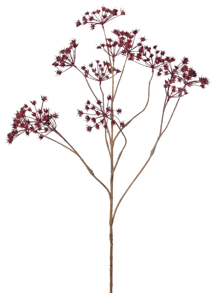 Fluitenkruid (Anthriscus) 10x vertakt met 13 schermbloemen, L 90 cm, Ø 30 cm