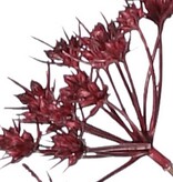 Fluitenkruid (Anthriscus) 10x vertakt met 13 schermbloemen, L 90 cm, Ø 30 cm