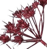 Perejil silvestre (Anthriscus) 10x ramificado con 13 umbelas, L 90 cm, Ø 30 cm