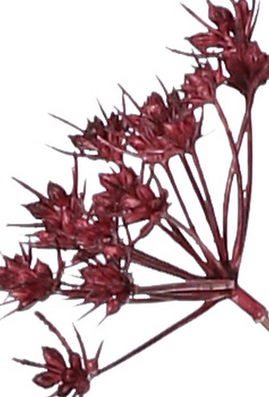 Perejil silvestre (Anthriscus) 10x ramificado con 13 umbelas, L 90 cm, Ø 30 cm