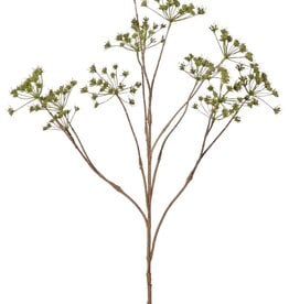 Perejil silvestre (Anthriscus) 10x ramificado con 13 umbelas, L 90 cm, Ø 30 cm