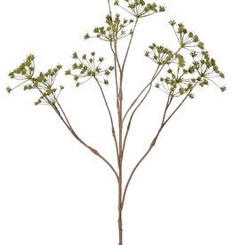 Wiesenkerbel (Anthriscus), 10-fach verzweigt mit 13 Dolden, Länge 90 cm, Durchmesser 30 cm