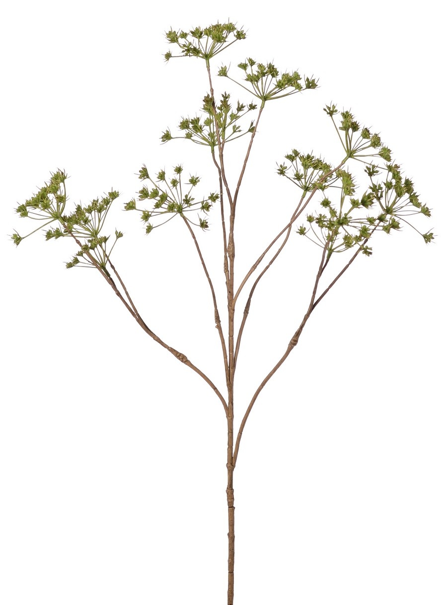 Perejil silvestre (Anthriscus) 10x ramificado con 13 umbelas, L 90 cm, Ø 30 cm