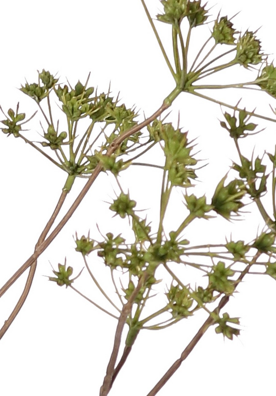 Perejil silvestre (Anthriscus) 10x ramificado con 13 umbelas, L 90 cm, Ø 30 cm