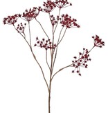 Perejil silvestre (Anthriscus) 10x ramificado con 13 umbelas, L 90 cm, Ø 30 cm