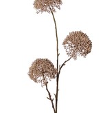 Zierlauch 'Warm Fall', 3-fach verzweigt mit 3 Blüten (9 x 6 cm), 80 cm