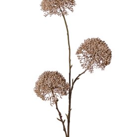 Zierlauch 'Warm Fall', 3-fach verzweigt mit 3 Blüten (9 x 6 cm), 80 cm