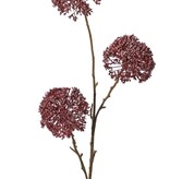 Zierlauch 'Warm Fall', 3-fach verzweigt mit 3 Blüten (9 x 6 cm), 80 cm