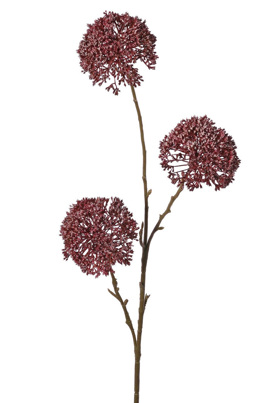 Zierlauch 'Warm Fall', 3-fach verzweigt mit 3 Blüten (9 x 6 cm), 80 cm