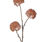 Zierlauch 'Warm Fall', 3-fach verzweigt mit 3 Blüten (9 x 6 cm), 80 cm