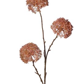 Zierlauch 'Warm Fall', 3-fach verzweigt mit 3 Blüten (9 x 6 cm), 80 cm