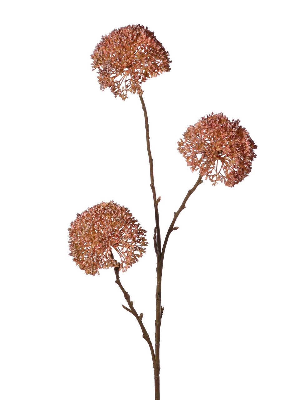 Zierlauch 'Warm Fall', 3-fach verzweigt mit 3 Blüten (9 x 6 cm), 80 cm