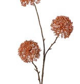 Zierlauch 'Warm Fall', 3-fach verzweigt mit 3 Blüten (9 x 6 cm), 80 cm