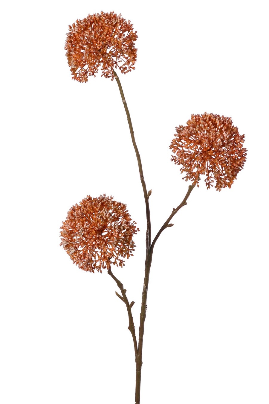 Zierlauch 'Warm Fall', 3-fach verzweigt mit 3 Blüten (9 x 6 cm), 80 cm